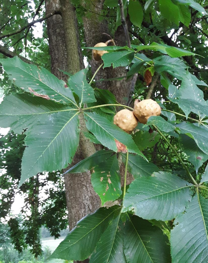 The Ultimate Guide To Buckeye Tree Plants Getrather Com