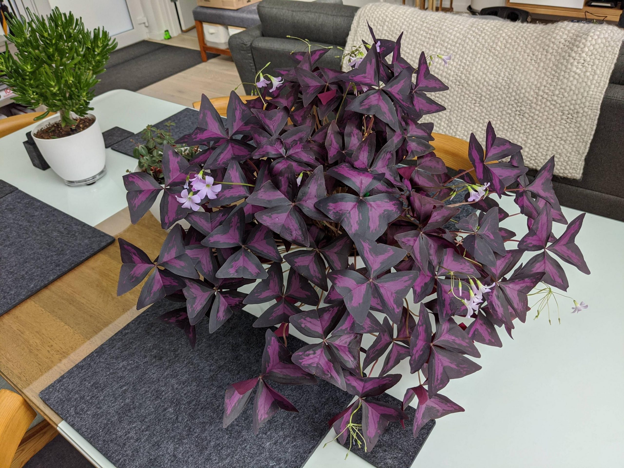 A Quick Guide to Grow Purple Shamrock Indoors and Outdoors