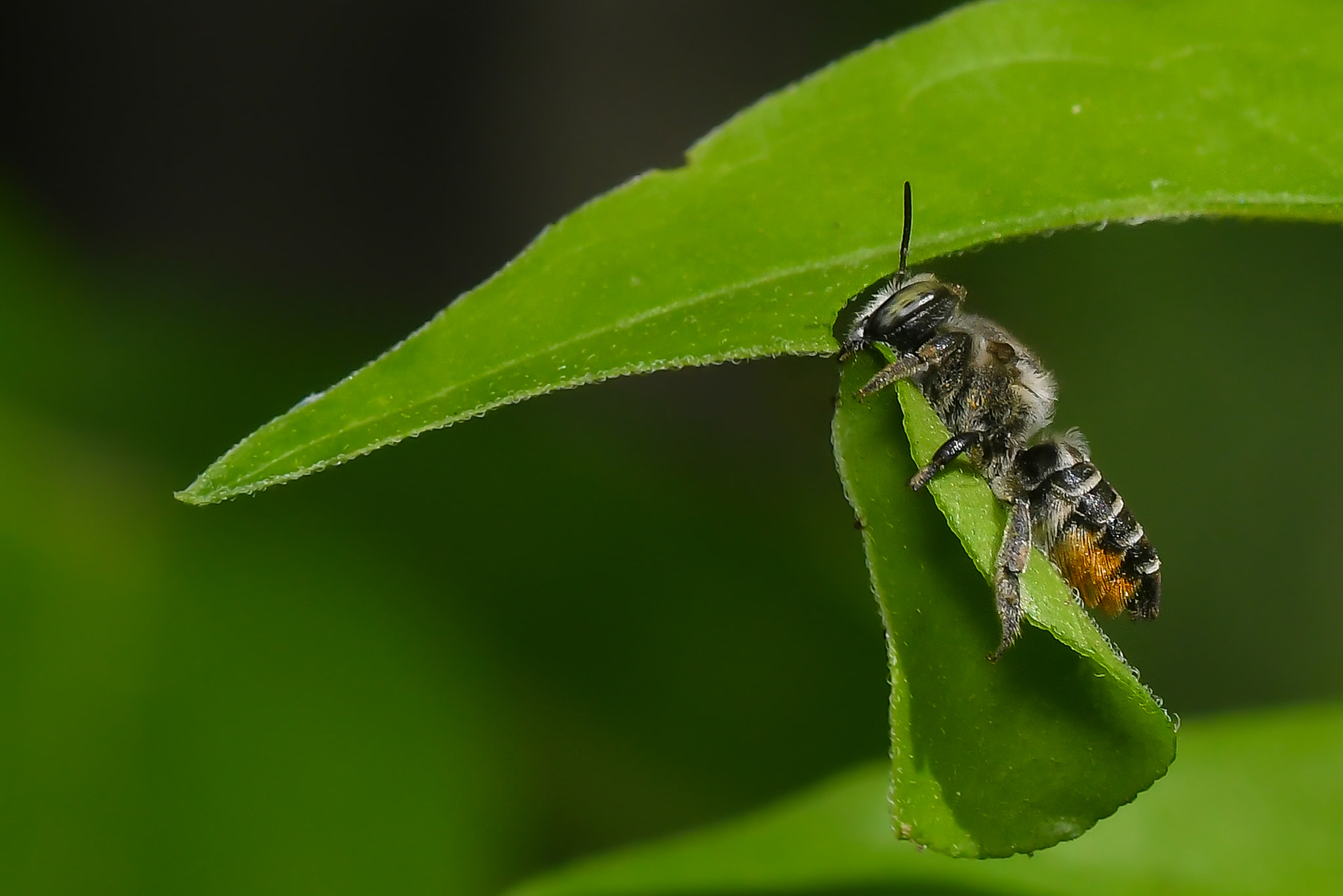 Knowing Leafcutter Bee Behaviors and Life Cycle for Wise Act