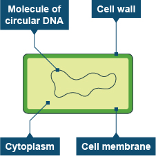 Plant cell diagram labeled gcse. B2 Cells Revision Cards In Gcse Biology