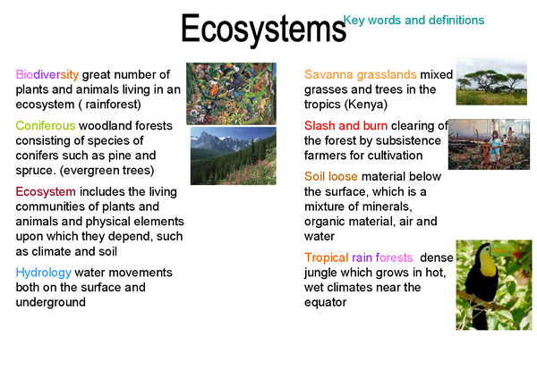 Ecosystems Presentation in GCSE Geography