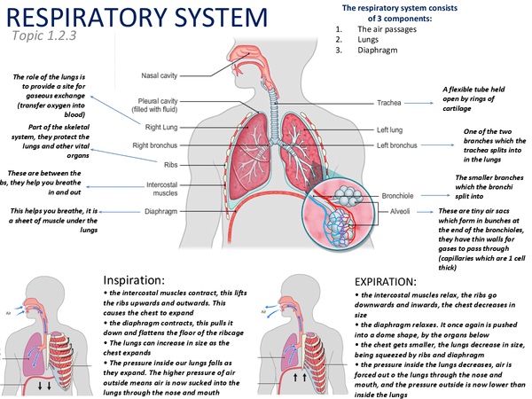 Respiratory System (1.2.4) poster Presentation in GCSE Physical Education