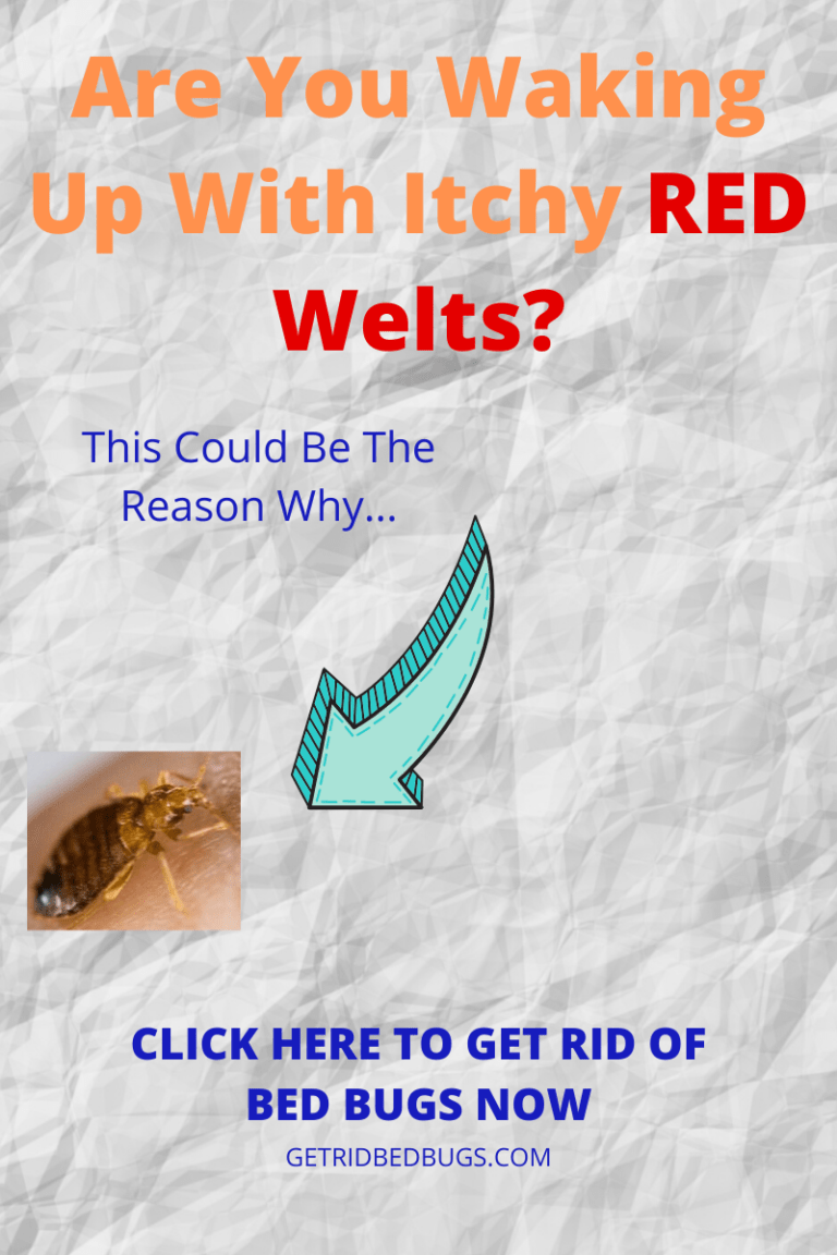 Heat Treatment For Bed Bugs Reviews What REALLY Works?