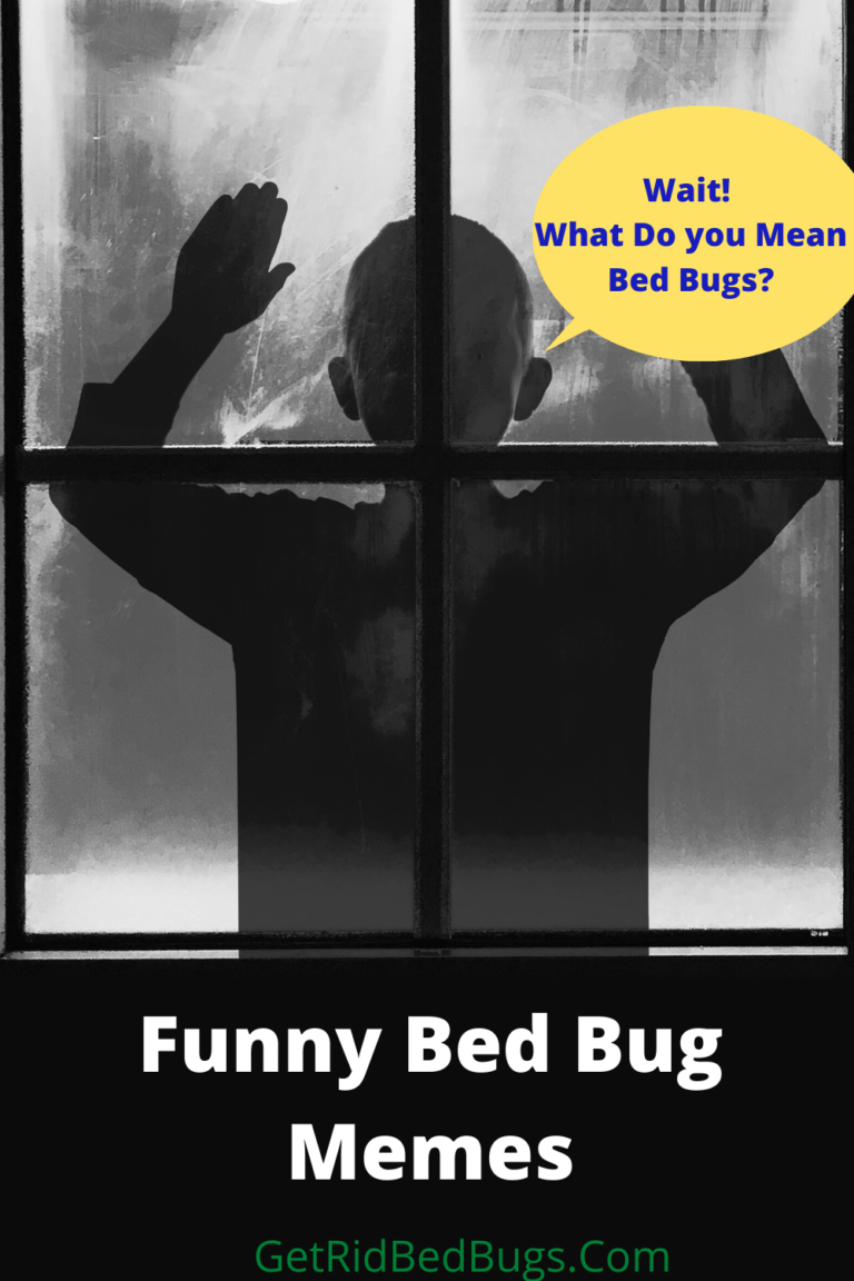 Bed Bug Meme Gross Bugs Can Make You Laugh