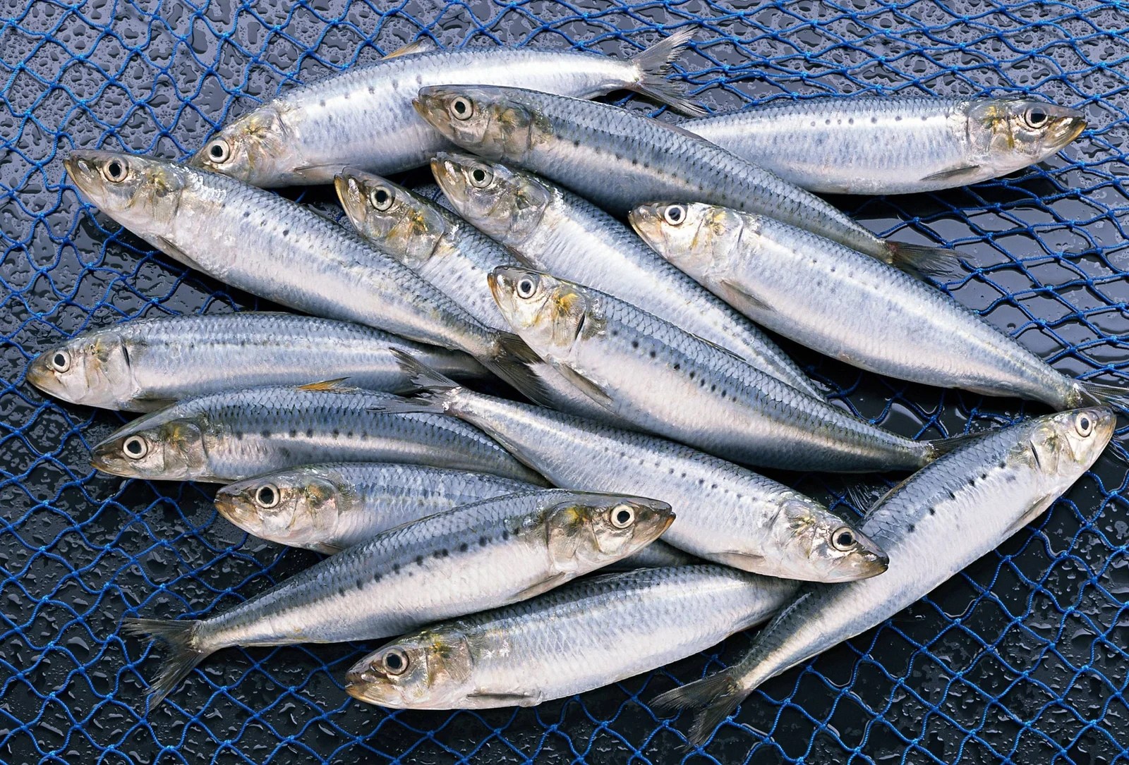 Sardines And Gout The Role Of Eating Sardine In Arthritis And Gout Diet