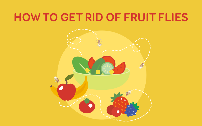 How To Get Rid Of Fruit Flies How To Get Rid Of Flies
