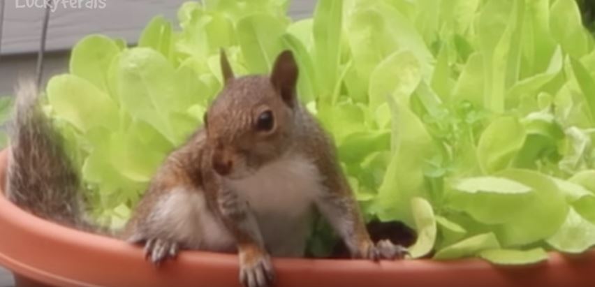 How do I know if there are baby squirrels in the attic?