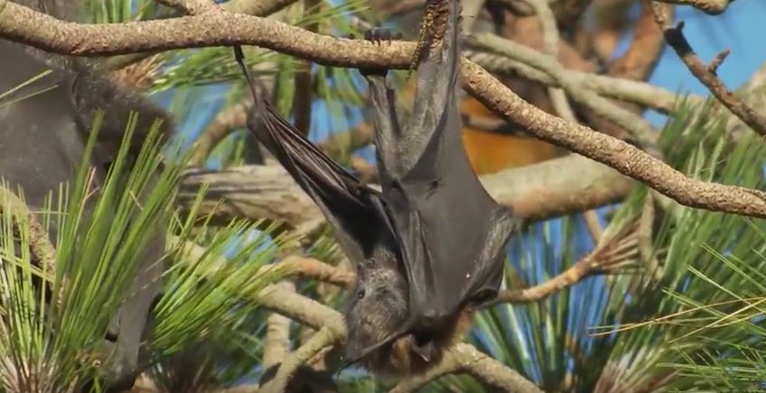 Will a bright light or high pitch sound deterrent machine work on bats?