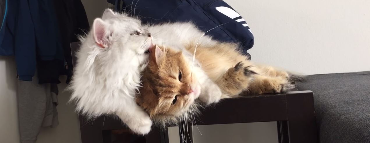 Do cats keep rats and mice away?