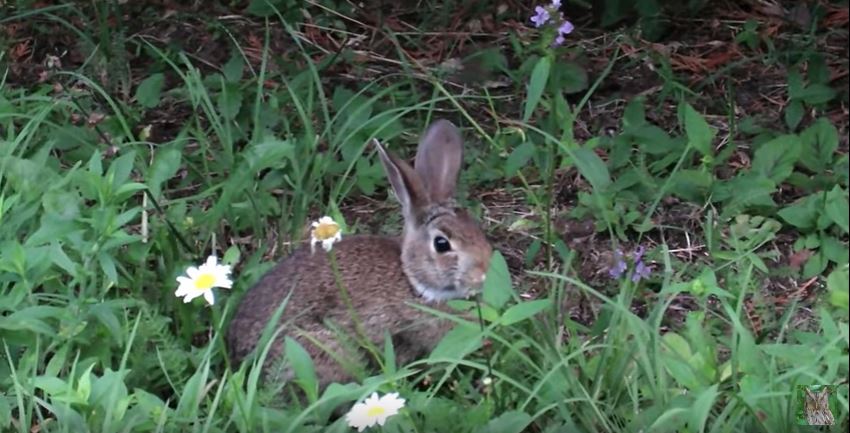 How to Get Rid of Rabbits