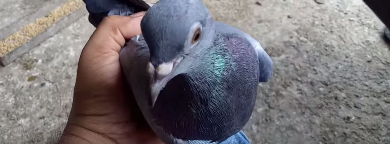 How to get pigeons out of a wall