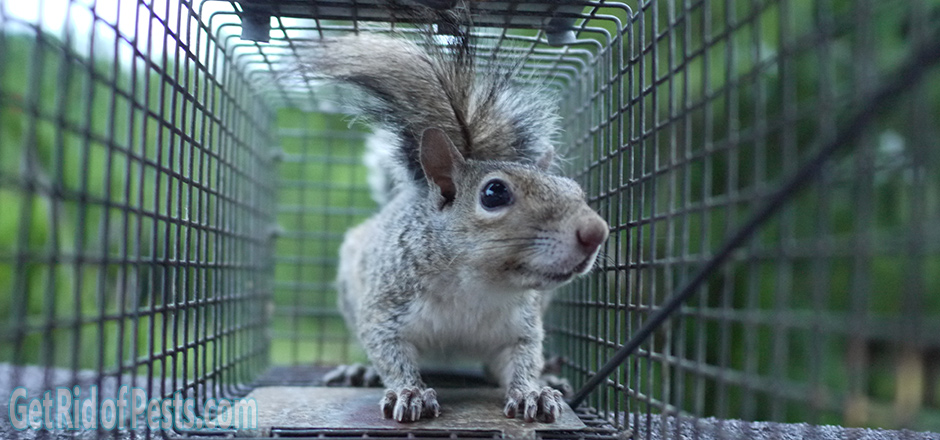 How to scare a squirrel away