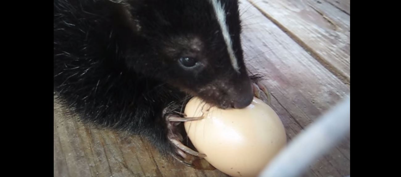 What is a skunk's natural diet?