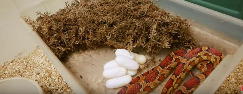 Do snakes lay eggs or give live birth?