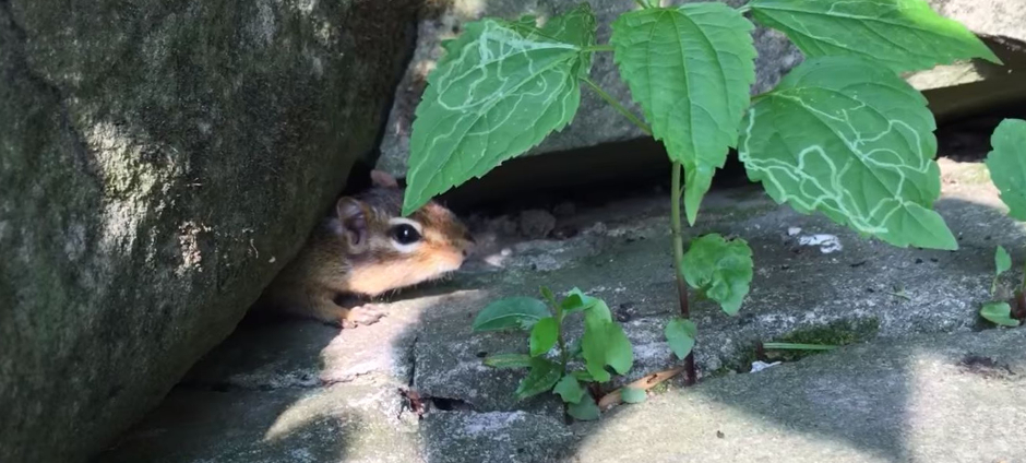 How to Get Rid of Chipmunks