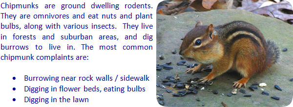 How to Get Rid of Chipmunks