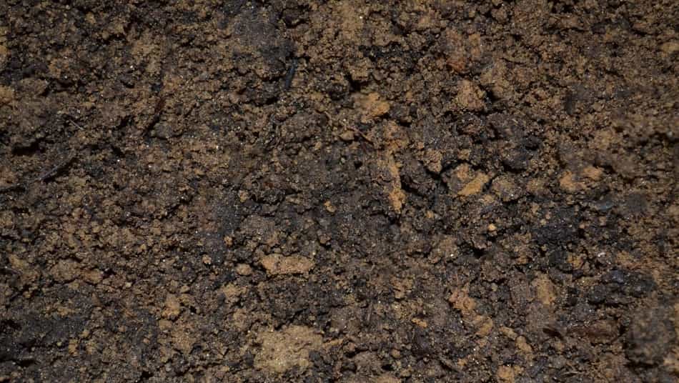 Will Ammonia Kill Grass? A Complete Guide On Ammonia