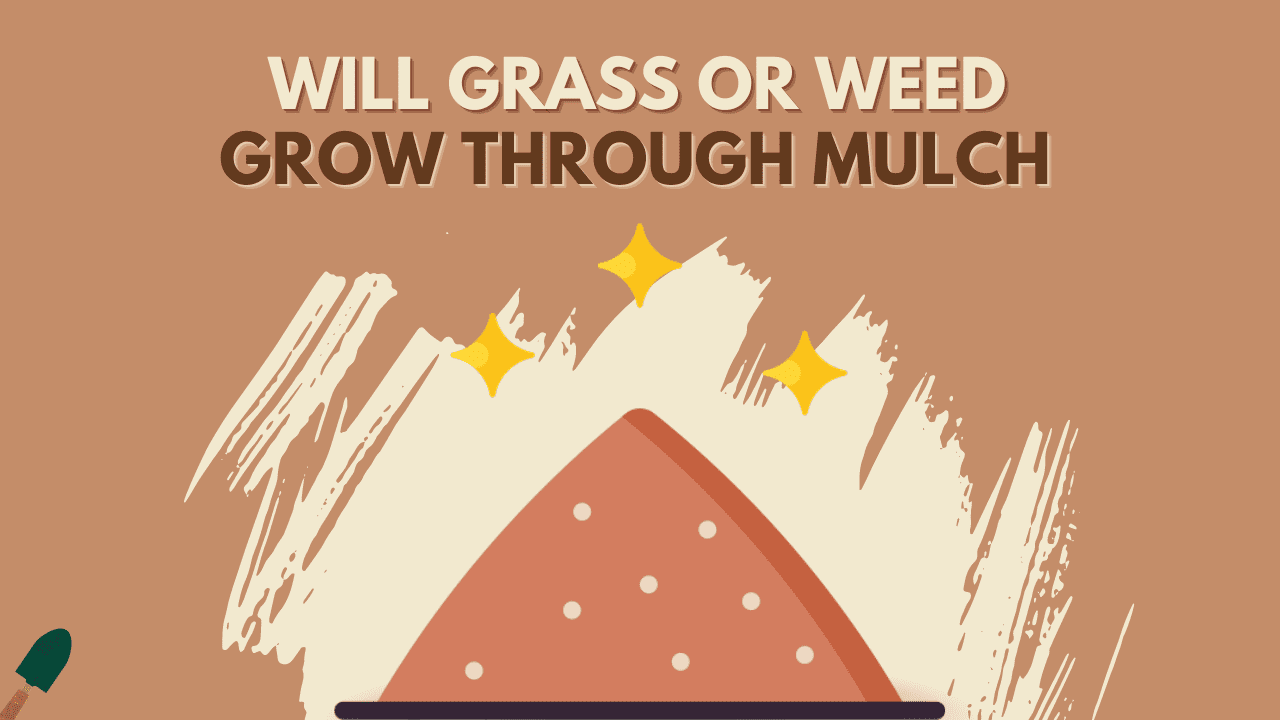 Will Grass Or Weed Grow Through Mulch? How To Stop Them?