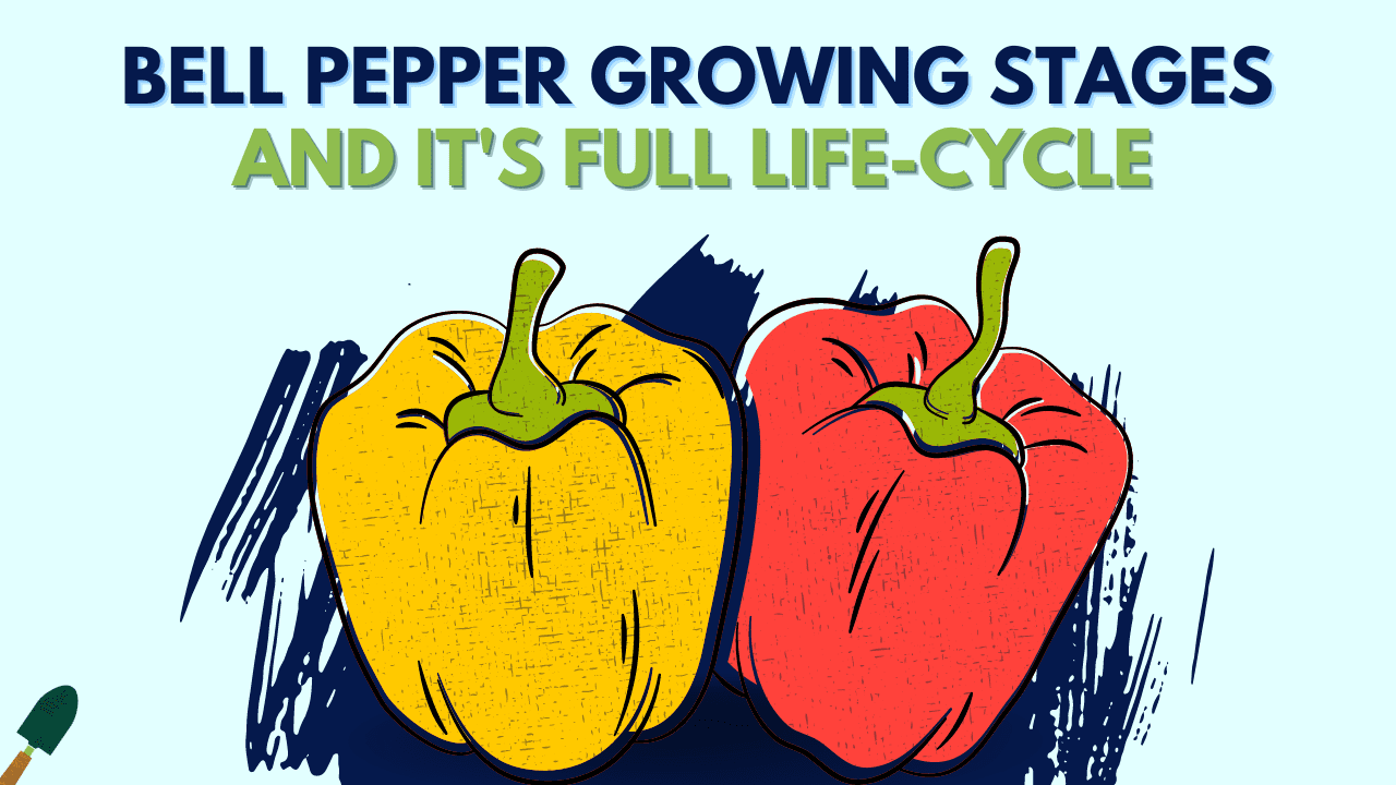 Bell Pepper Growing Stages a complete guide on its lifecycle