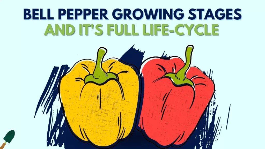 Bell Pepper Growing Stages a complete guide on its lifecycle