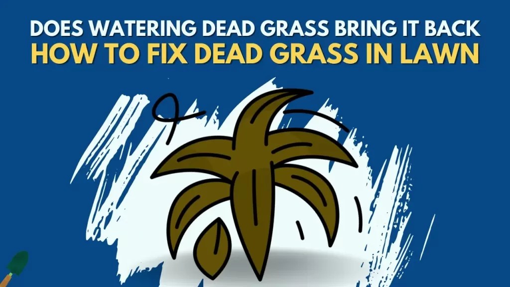 Will Watering Dead Grass Bring It Back? How to Fix It
