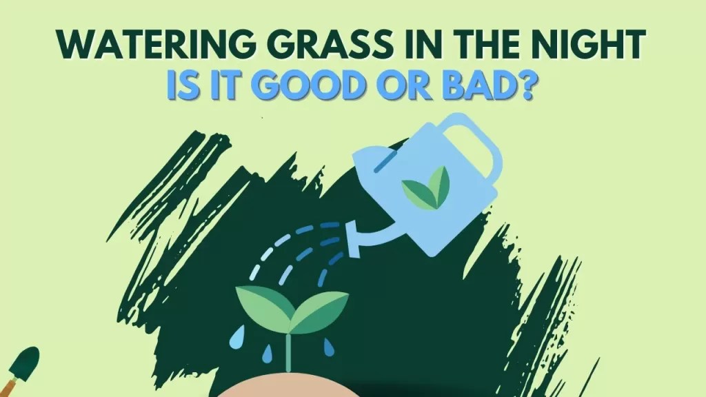 Watering Lawn At Night? A Detail Guide About Watering