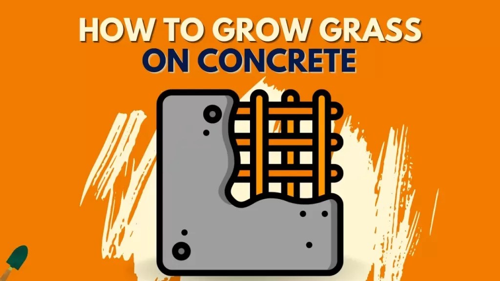 How To Grow Grass On Concrete? A Detail Guide