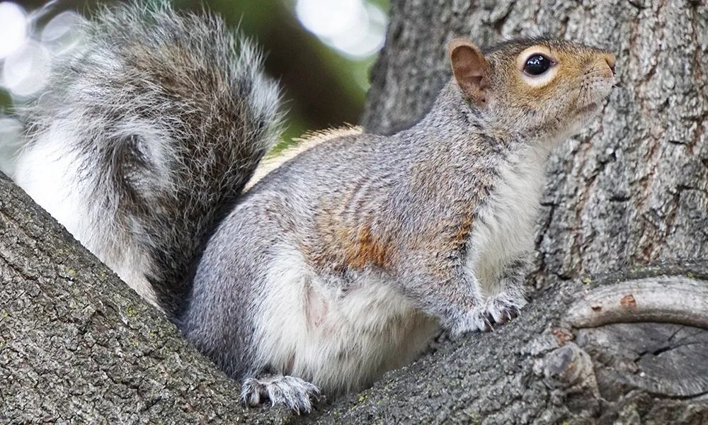The Pacific NW Squirrel, Cute Furry Creatures or Pesky Rodent?