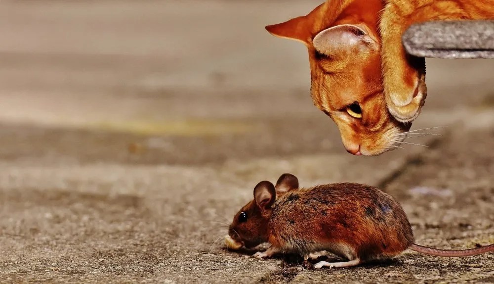 11 Myths About Mice And Rats