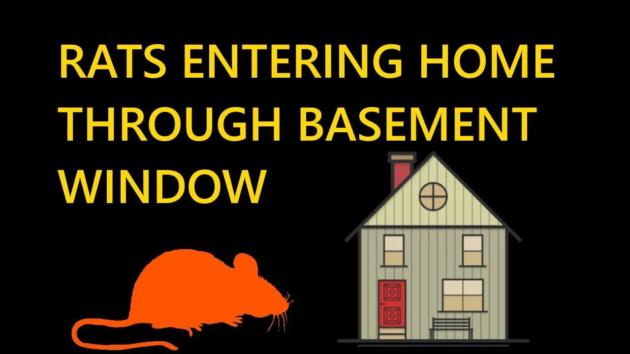 Rats Accessing Portland Home Through Basement Window