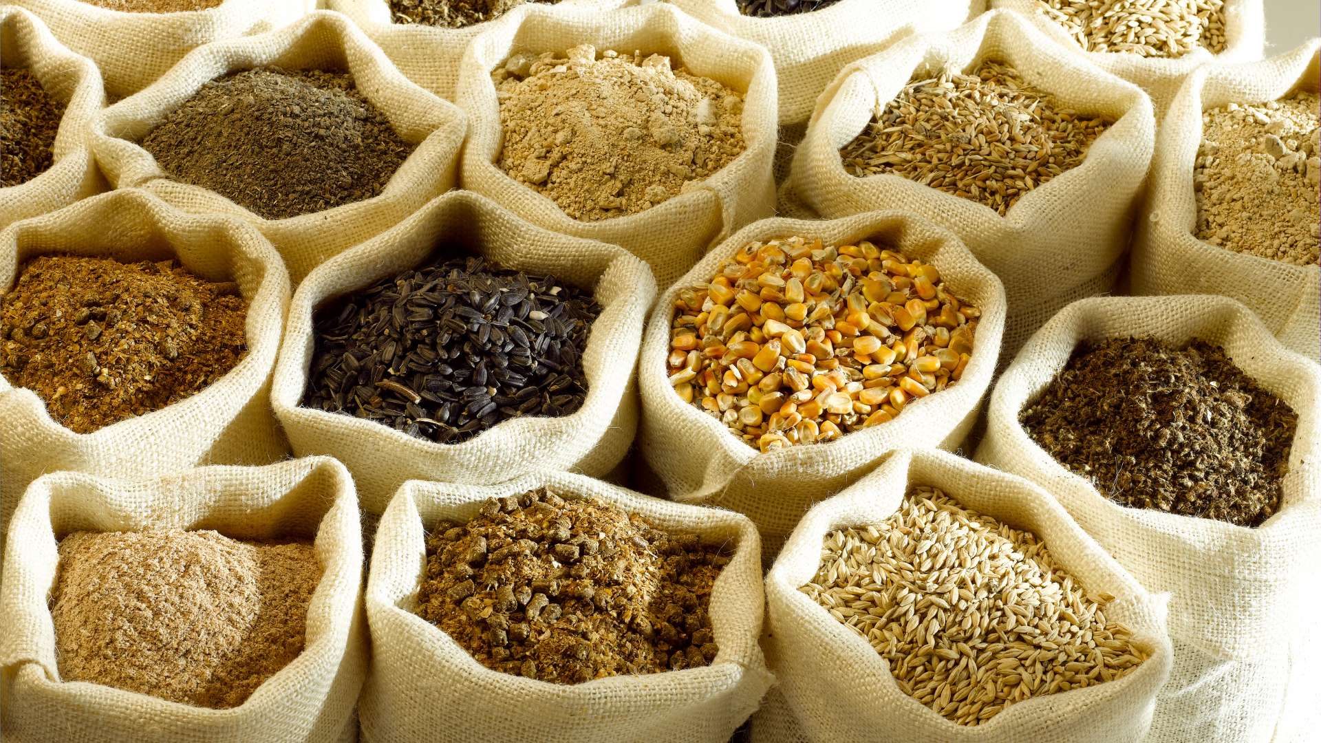 Grains in a Dog's Diet What You Need to Know Getting A Dog