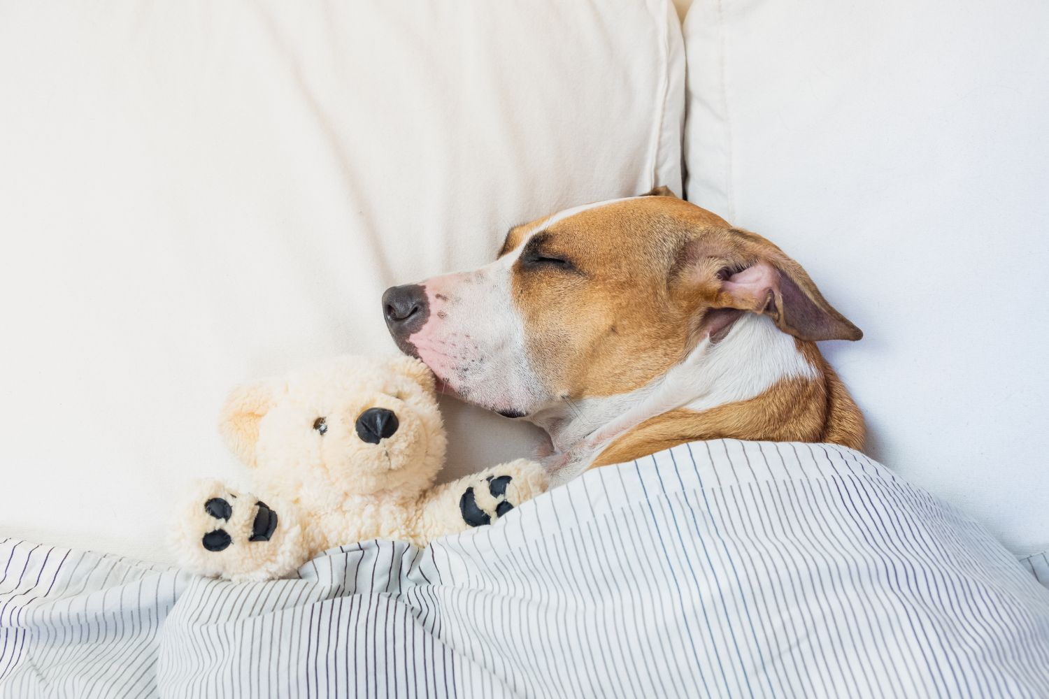 Unveiling Dogs' Circadian Rhythms ScienceBased Guide Getting A Dog