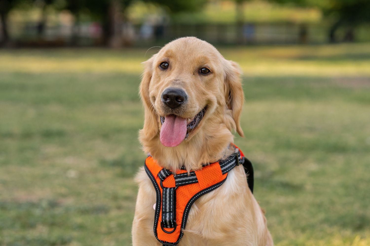 How to Properly Fit a Dog Harness A StepbyStep Guide