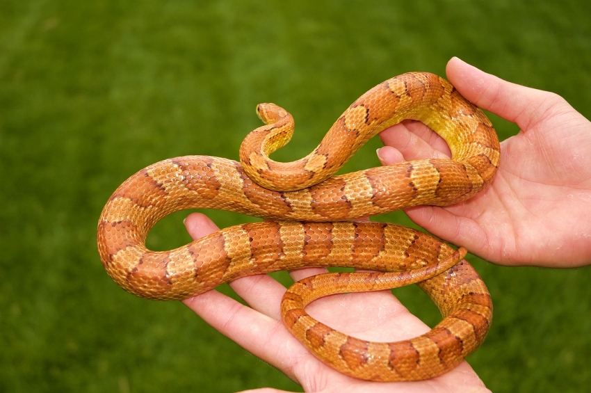 handling snake / Getting Stronger