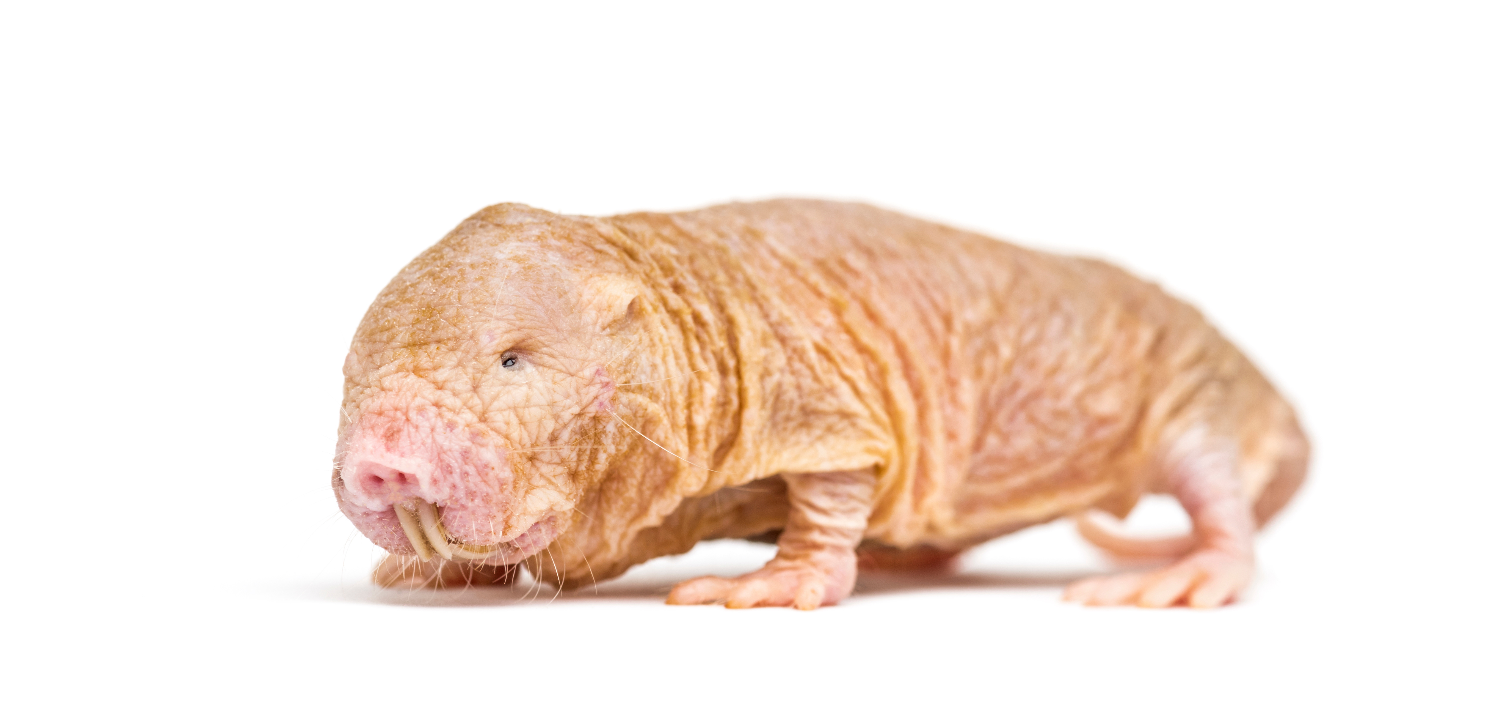 ElvesGetting To The Point