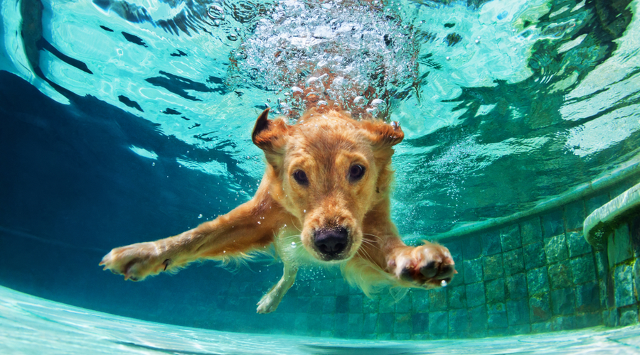 About Dogs In Pools Benefits And What You Need To Know About It