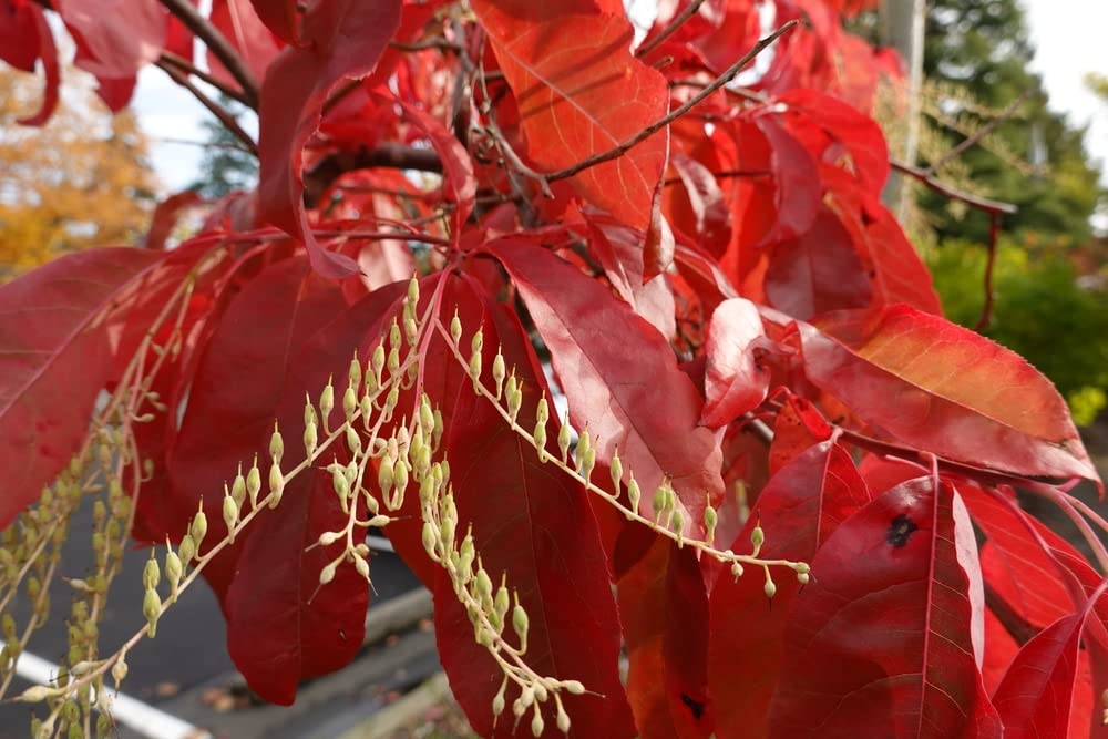 Sourwood Tree Seedlings for Planting 12 Feet Tall Live Tree Plants
