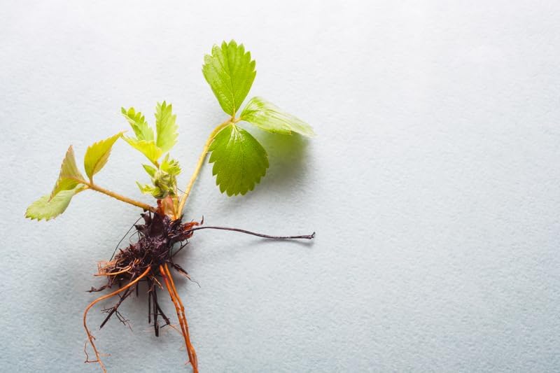 (Best) Jewel Strawberry Plants Bare Root Plants to Grow Strawberries