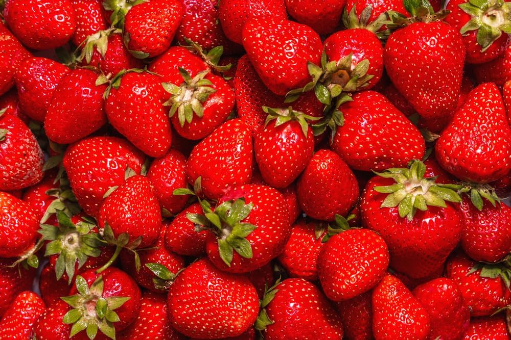 (Best) Jewel Strawberry Plants Bare Root Plants to Grow Strawberries