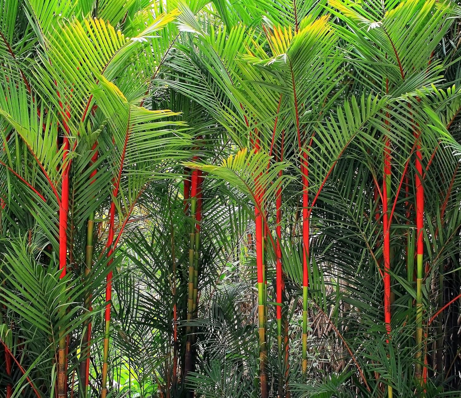 5 Lipstick Palm Seeds for Planting Great Indoor Plant CZGrain