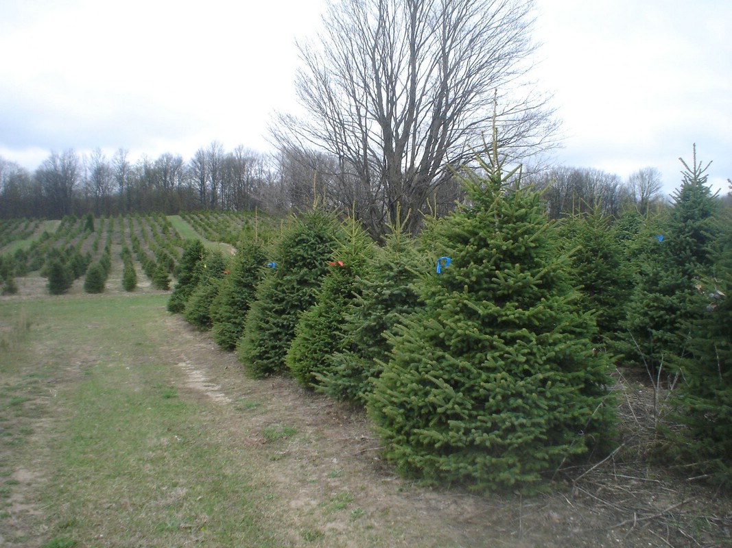 Wholesale Landscape Trees Getty Tree Farms In Northern Michigan