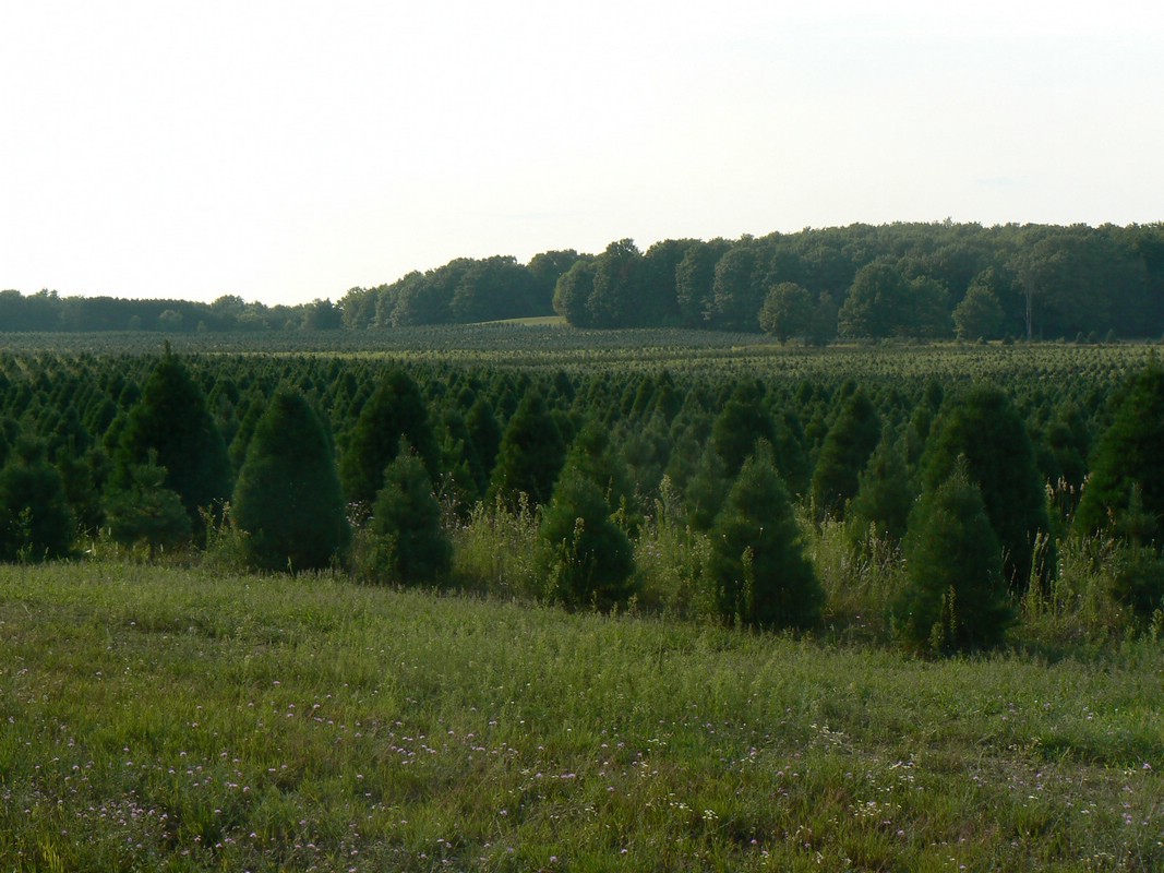 Wholesale Christmas Trees Getty Tree Farms In Northern Michigan