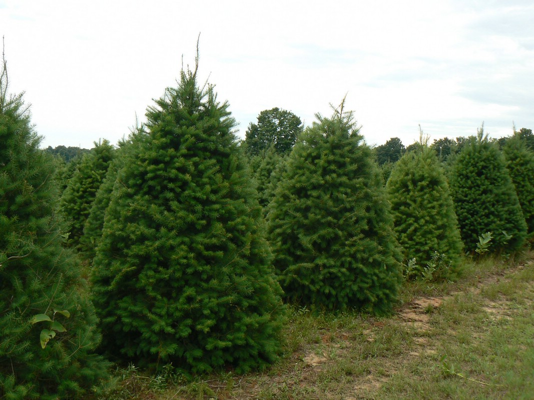 Wholesale Christmas Trees Getty Tree Farms In Northern Michigan