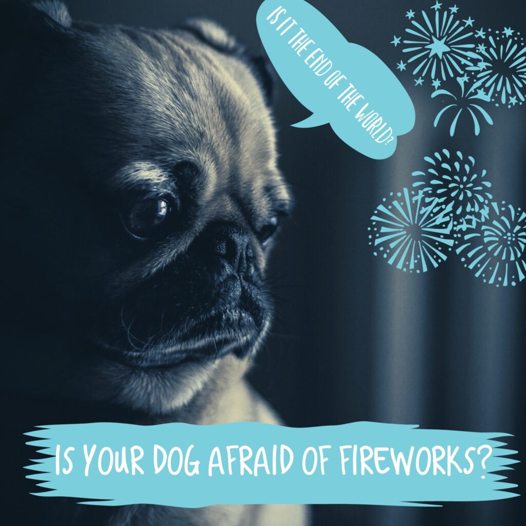 Is Your Dog Afraid of Fireworks? Vetco Store