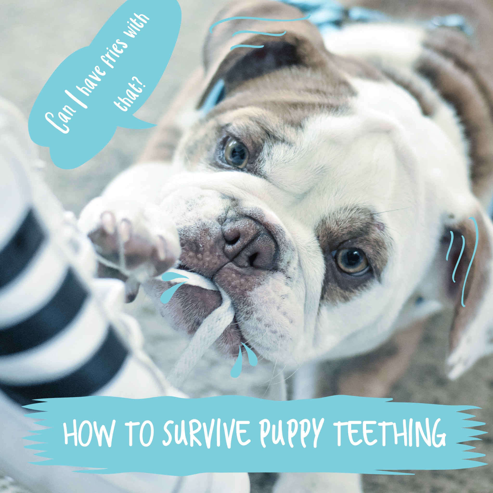 6 Tips To Help You Survive Puppy Teething Vetco Store