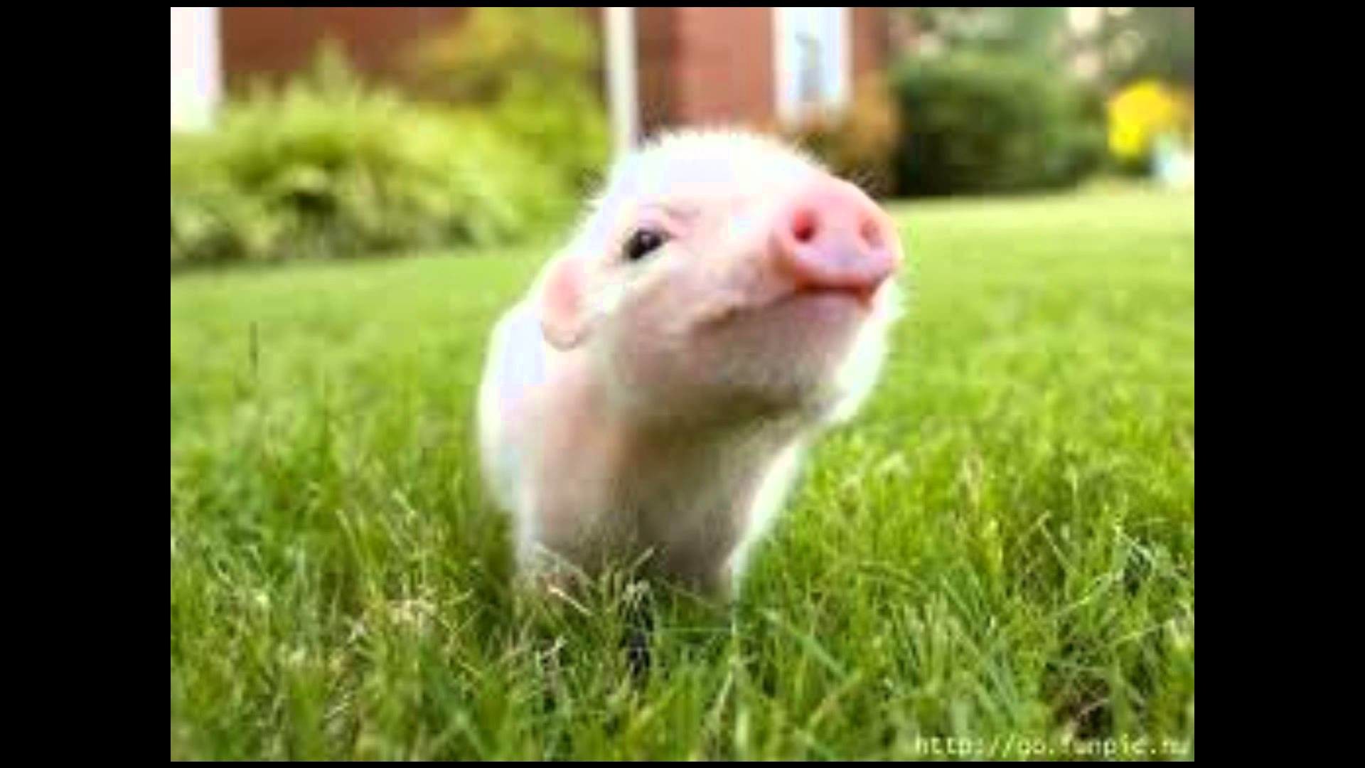 Baby Pigs Wallpapers (60+ images)