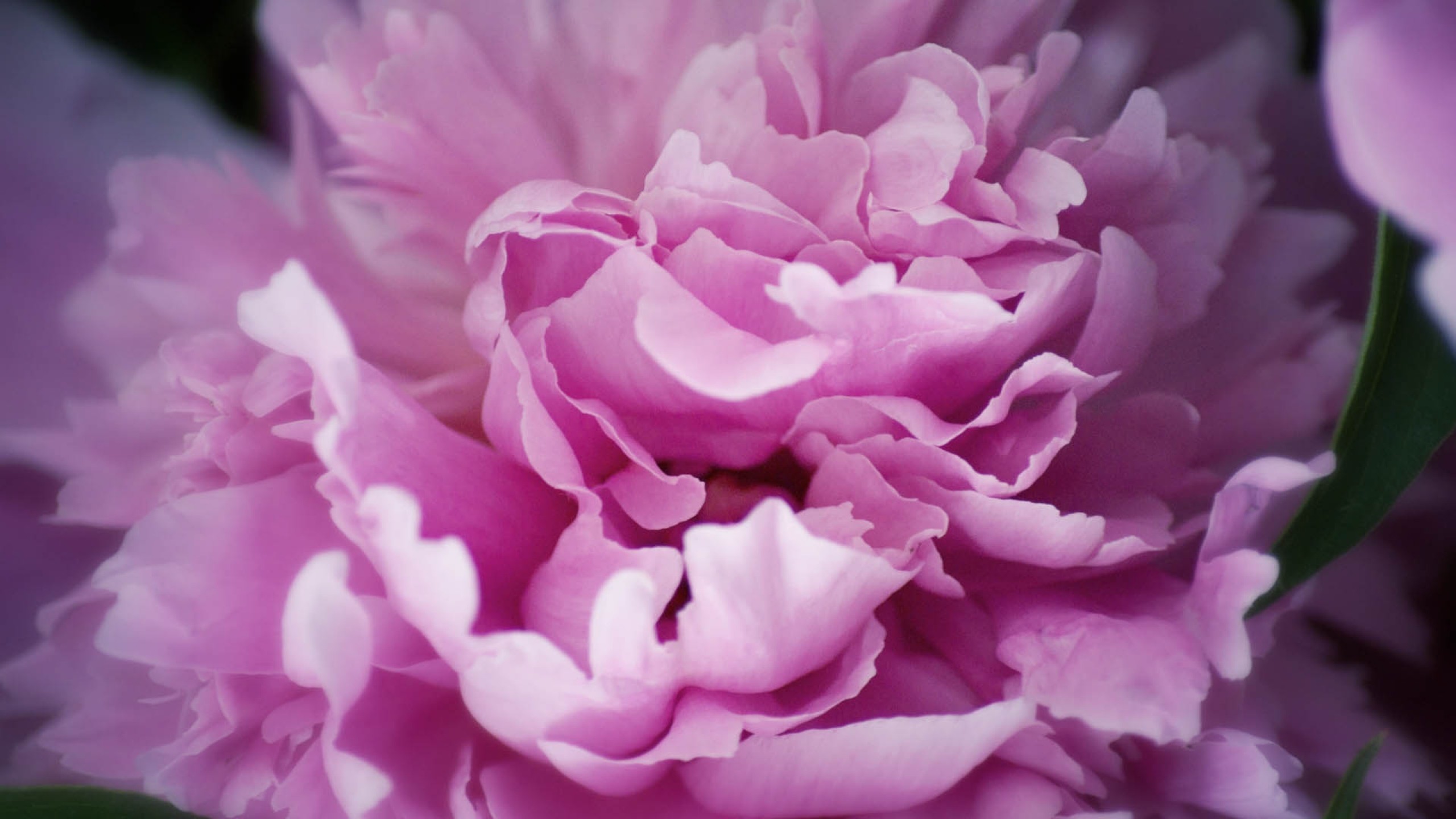 Desktop Wallpaper Peonies (57+ images)