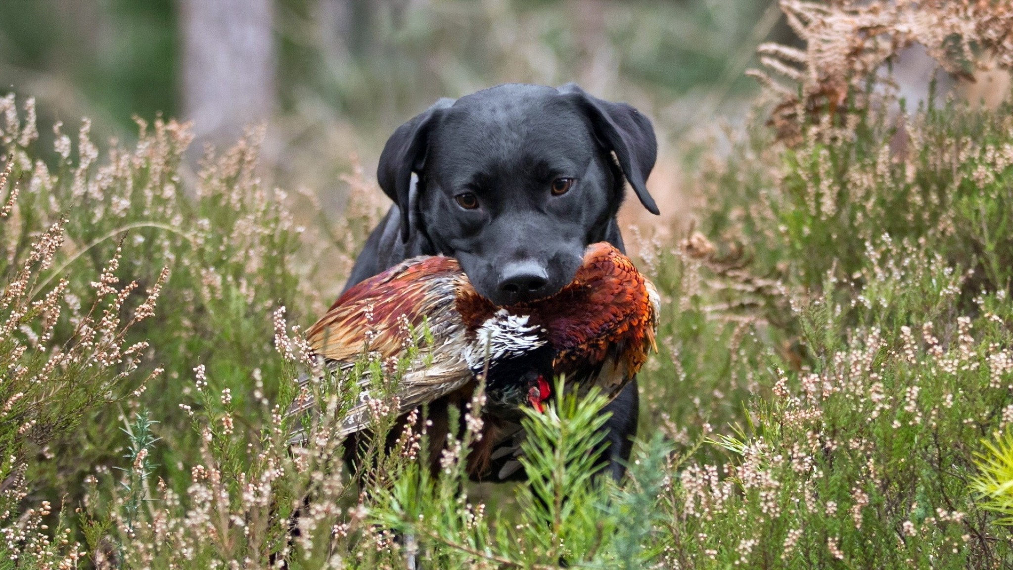 Hunting Dog Wallpaper (56+ images)