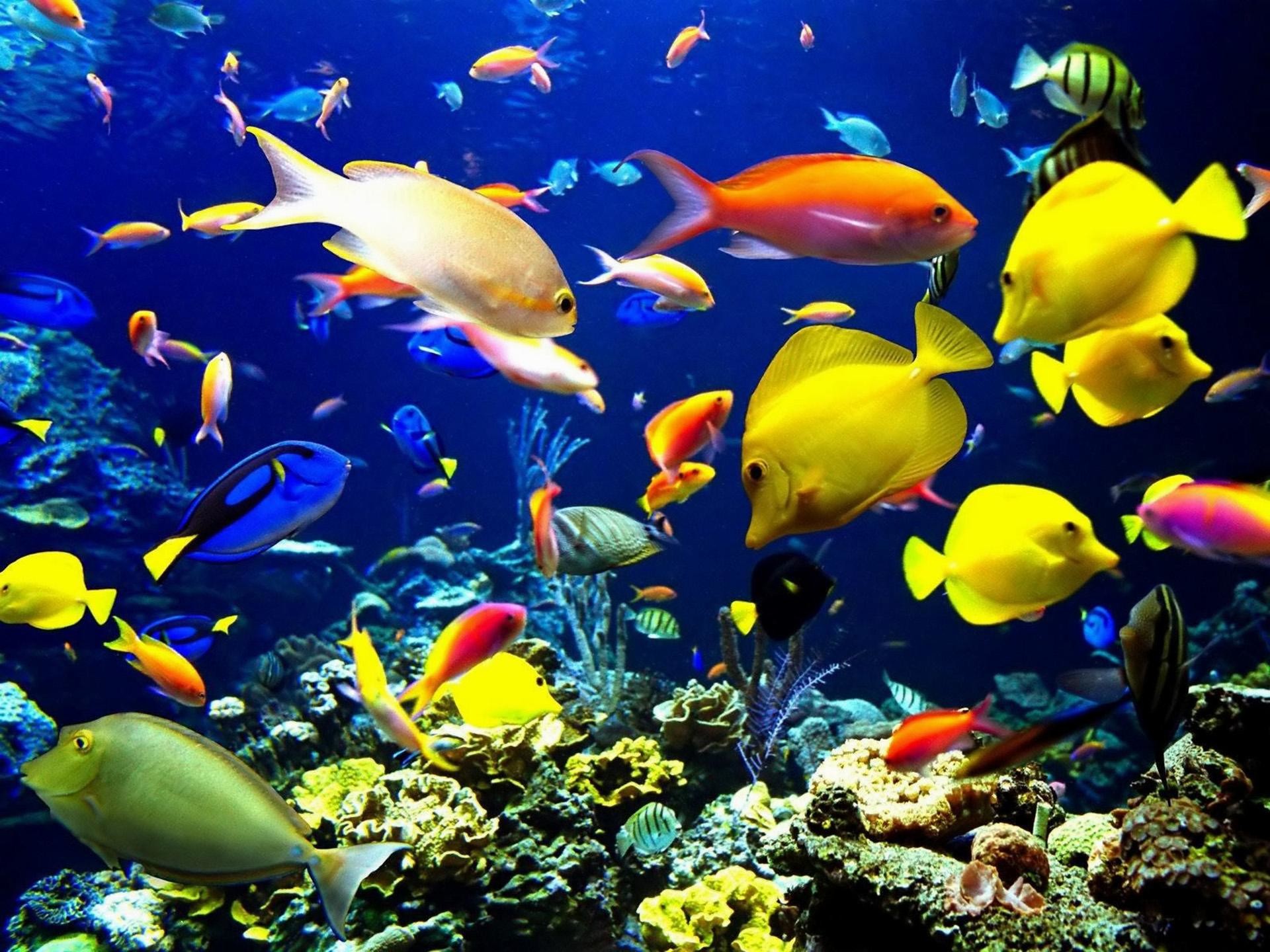 Fish Tank Wallpaper (68+ images)