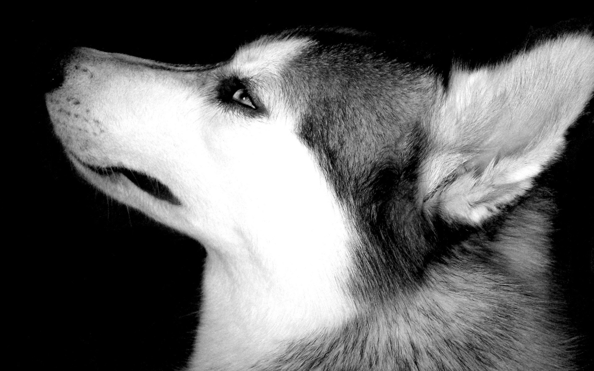 Black And White Dog Wallpaper (56+ images)